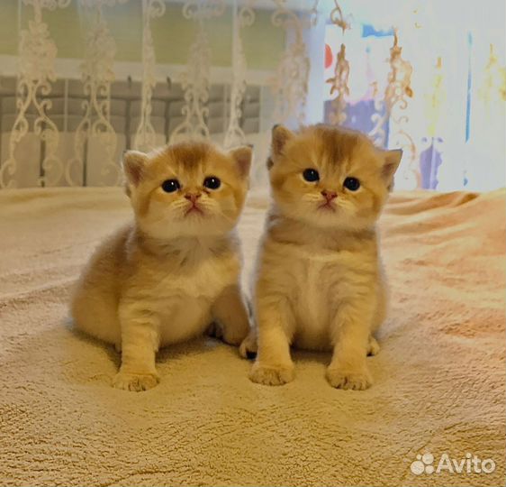 Шотландские золотые шиншиллы