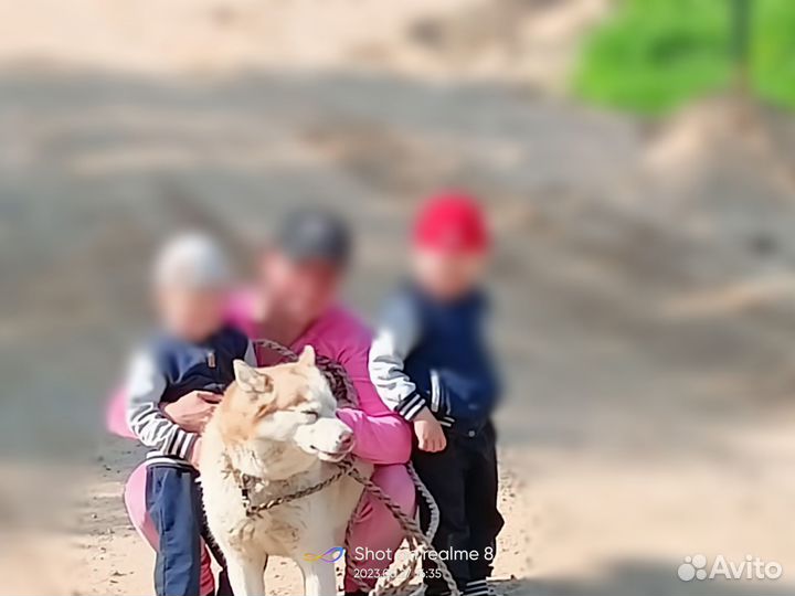 Хаски в добрые руки