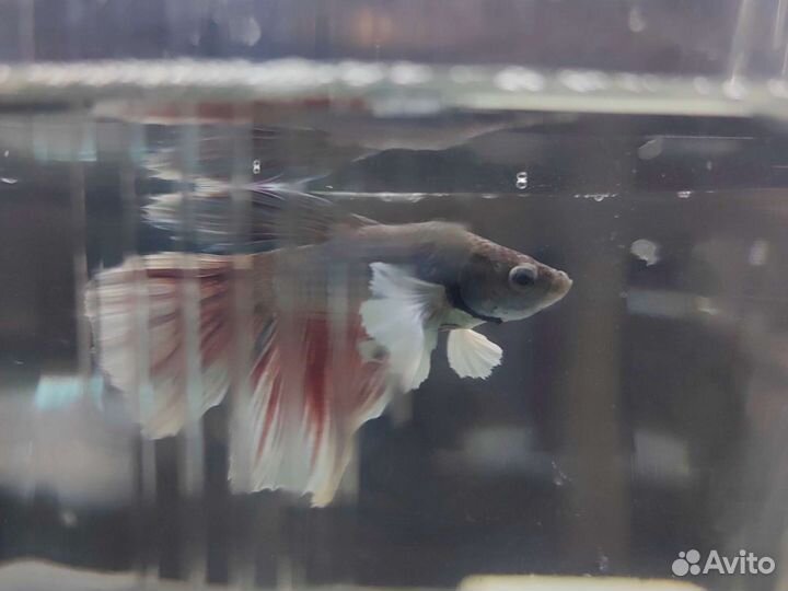 Курочка супердельта дамбо Аквариумные рыбки