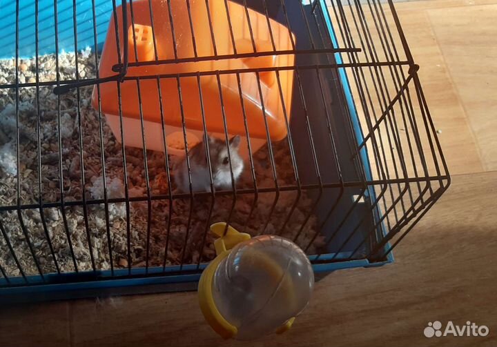 Джунгарский хомяк с большой клеткой