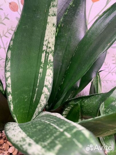 Сансевиерия Уинти