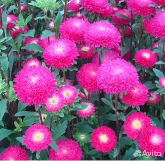 Рассада однолетних цветов