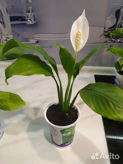 Спатифиллум