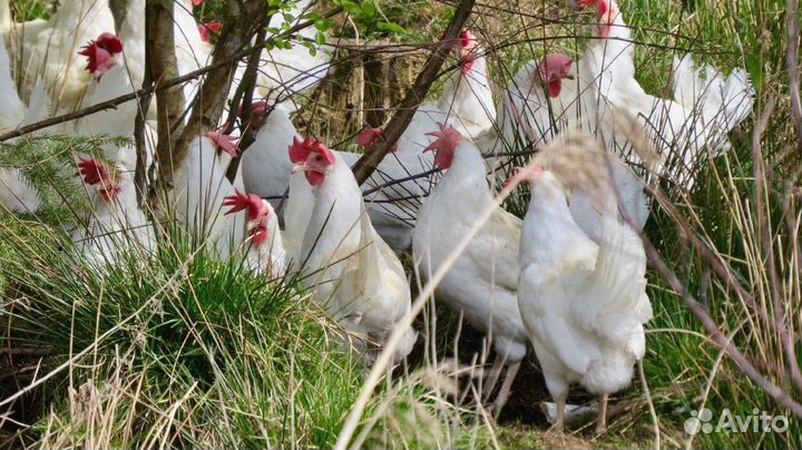 Куры несушки Белые