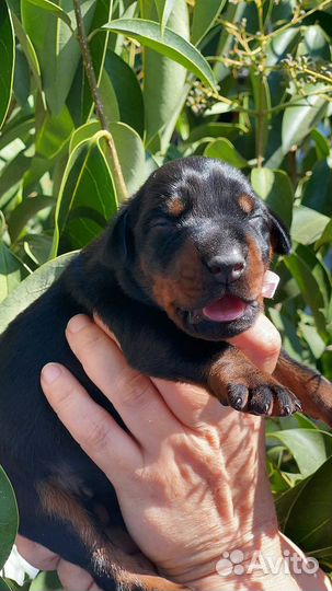 Настоящие доберманы