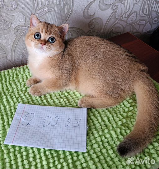 Золотая шиншилла девочка
