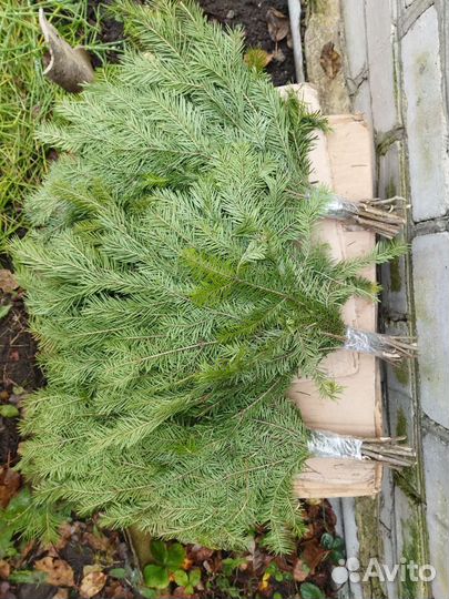 Пихтовые веники в Брянске