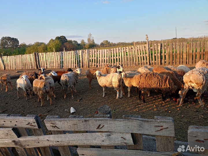 Овцы бараны