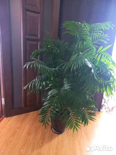 Пальма хамедорея