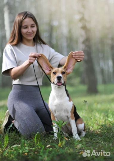 Щенки бигль