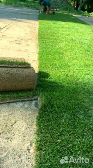 Рулонный газон