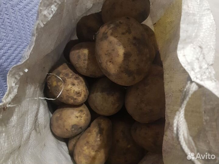 Продам картофель