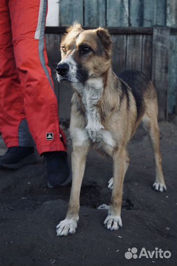Отдам бесплатно собаку
