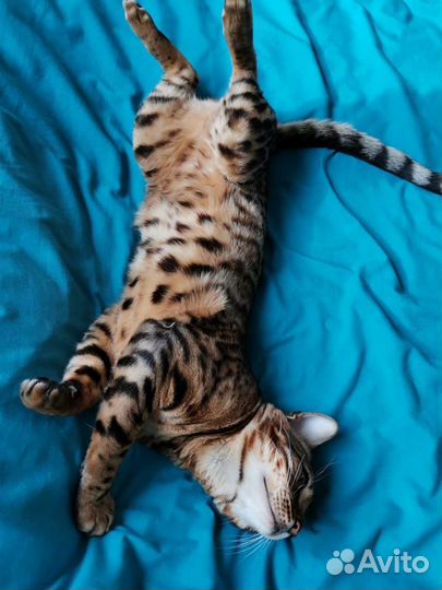 Бенгальский кот вязка