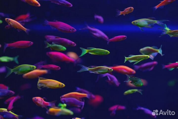 Данио рерио гло разноцветные (арт 2436)
