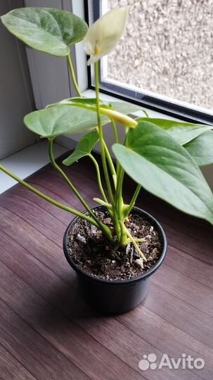 Антуриум Ванилла