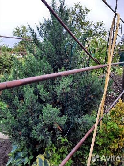 Можжевельник