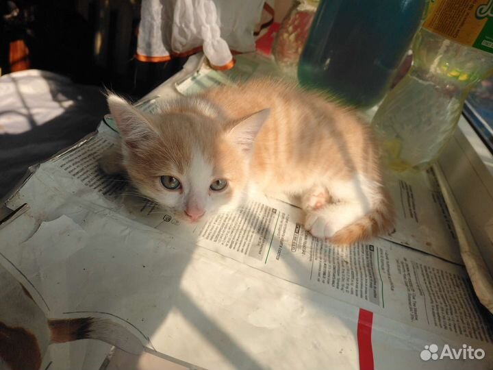 Персиковый котёнок