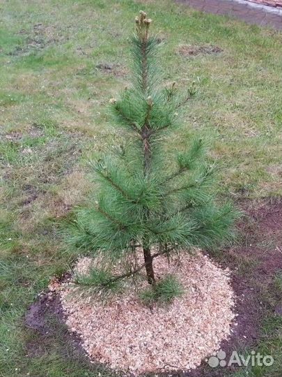 Сосны, туи, ели, любые саженцы и рассада