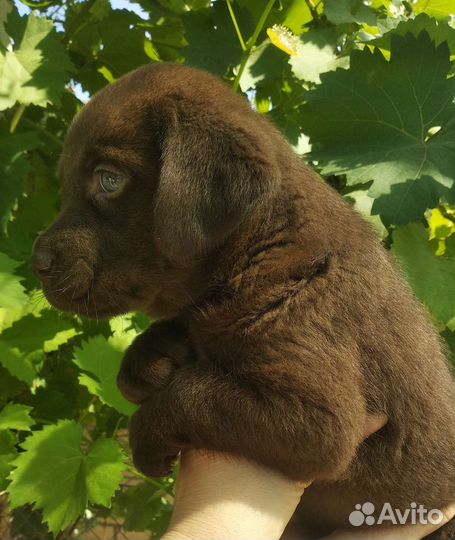 Щенки лабрадора