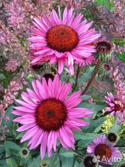Саженцы эхинацеи