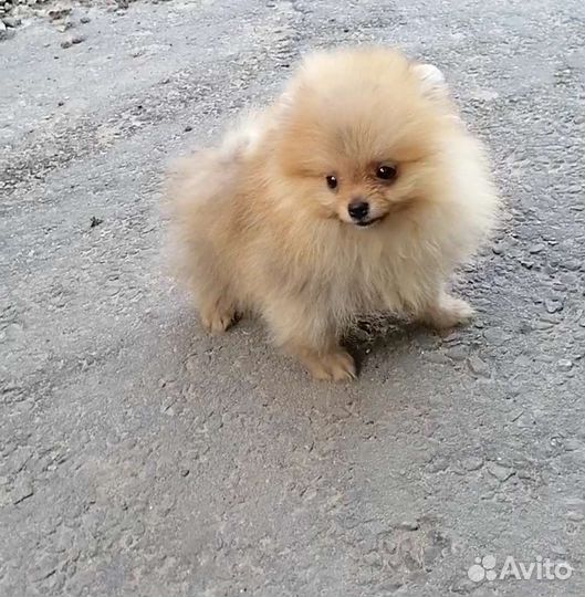 Мальчики Померашки