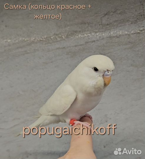 Волнистые попугаи получехи птенцы