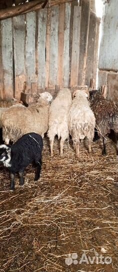 Овцы бараны