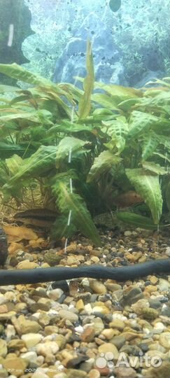 Аквариум с тумбой 160л и 28л