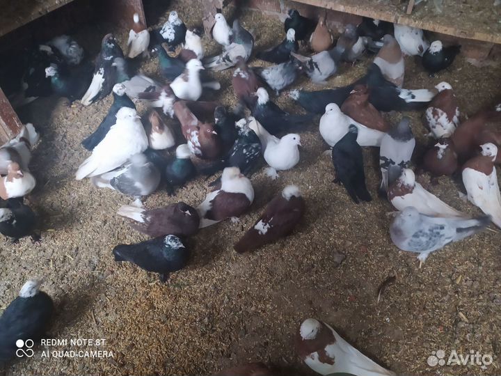 Продажа голубей