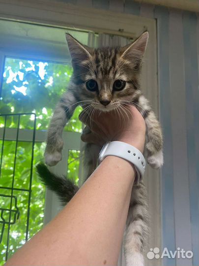 Котятки в добрые руки