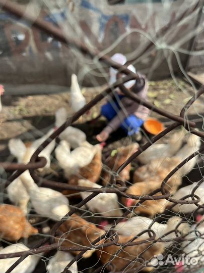 Домашние куриные яйца