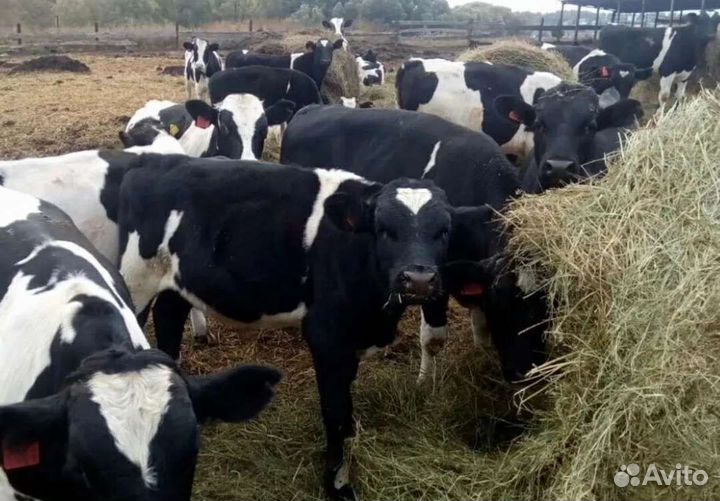 Холмогоры Голштины Бычки Тёлки