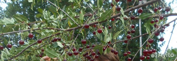 Декоративные и плодово ягодные саженцы, цветы