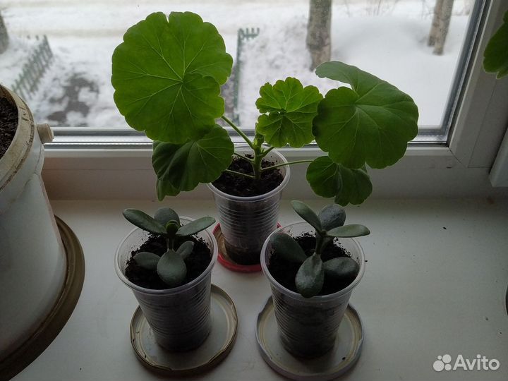 Толстянка или денежное дерево, комнатные цветы