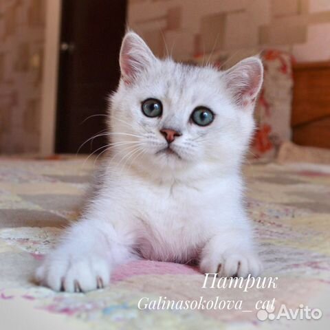 Котенок британской серебристой шиншиллы (мальчик) объявление продам