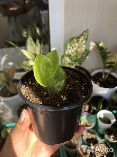 Замиокулькас грин он грин