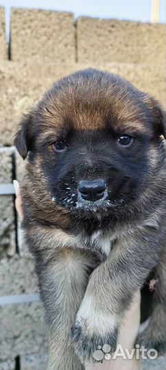 Щенки в Добрые руки