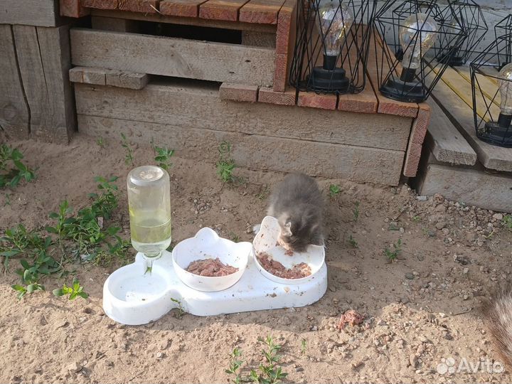 Котята в добрые руки бесплатно