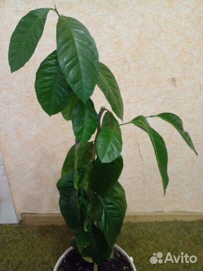 Лимон.Кактус.Опунция.Алоэ.Флорариум.Комнатные раст