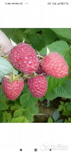 Малина свежая