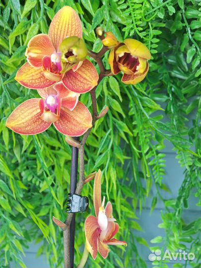 Орхидея бантик Яблочный пирог