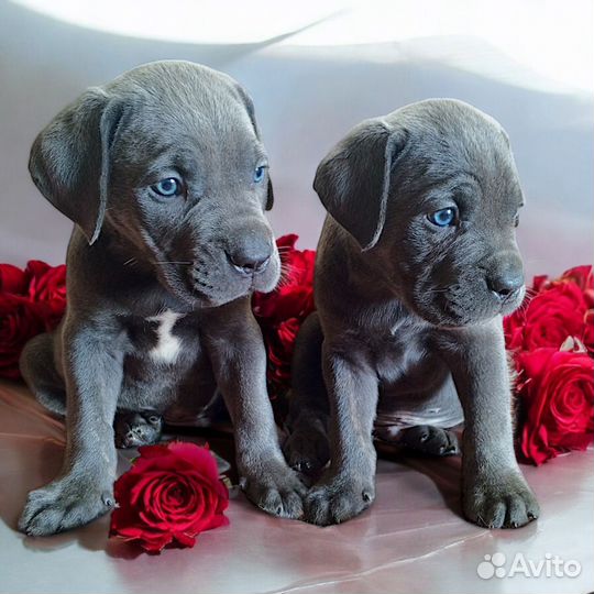 Щенки кане корсо