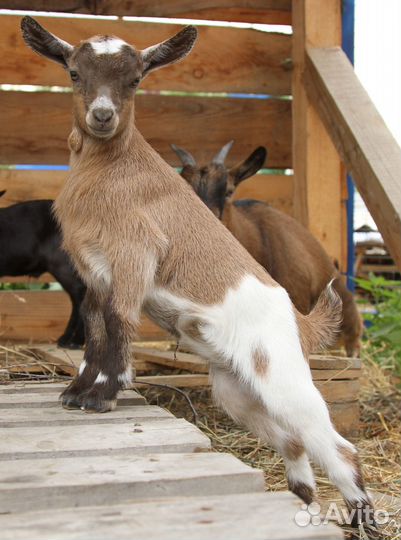 Камерунские козлята