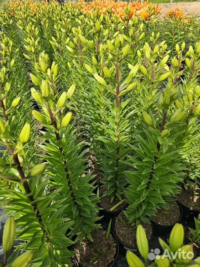 Саженцы лилии