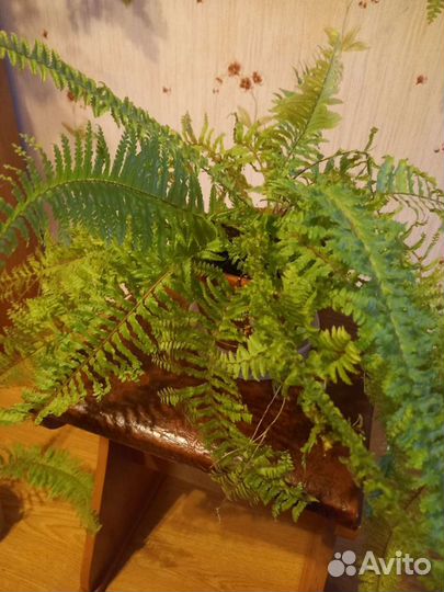 Nephrolepis exaltata cv Blonde Rita's Gold