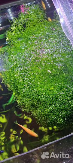 Аквариумные рыбки и растения