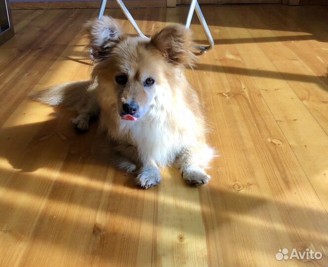 Собака в добрые руки