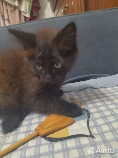 Кошка в дар бесплатно