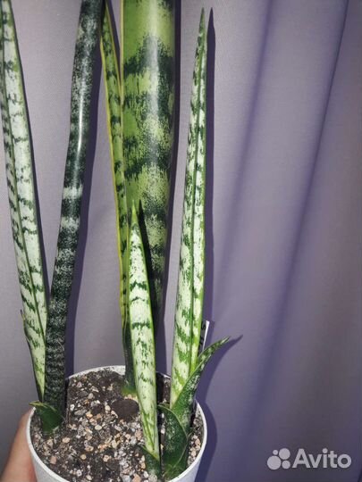 Сансевиерия херминия
